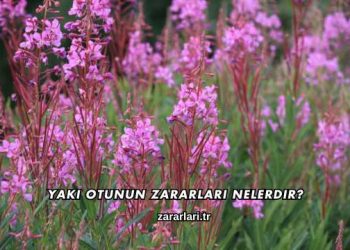 Yakı Otunun Zararları Nelerdir?