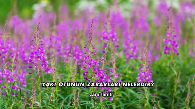 Yakı Otunun Zararları Nelerdir?