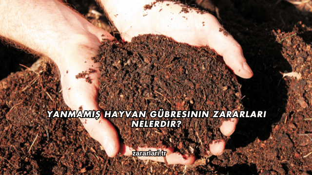 Yanmamış Hayvan Gübresinin Zararları Nelerdir?