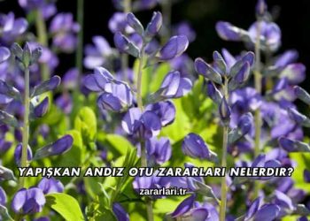 Yapışkan Andız Otu Zararları Nelerdir?
