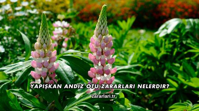Yapışkan Andız Otu Zararları Nelerdir?