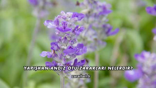 Yapışkan Andız Otu Zararları Nelerdir?