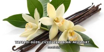 Yaprağı Güzel Çiçeği Zararları Nelerdir?