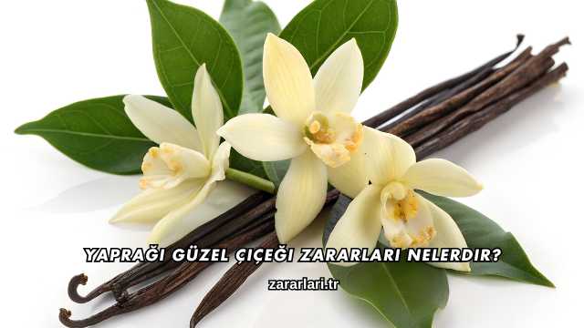 Yaprağı Güzel Çiçeği Zararları Nelerdir?