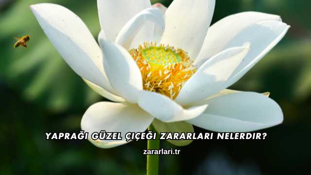 Yaprağı Güzel Çiçeği Zararları Nelerdir?