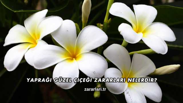 Yaprağı Güzel Çiçeği Zararları Nelerdir?