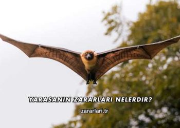 Yarasanın Zararları Nelerdir?