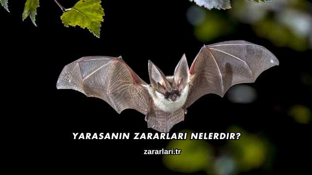 Yarasanın Zararları Nelerdir?