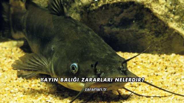 Yayın Balığı Zararları Nelerdir?