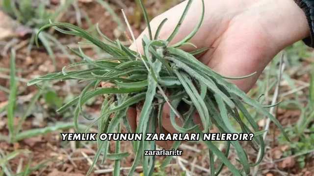 Yemlik Otunun Zararları Nelerdir?
