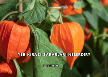 Yer Kirazı Zararları Nelerdir?