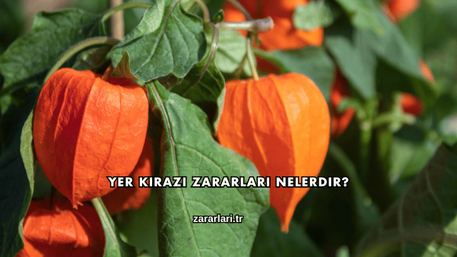 Yer Kirazı Zararları Nelerdir?