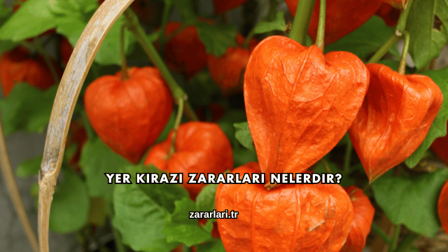 Yer Kirazı Zararları Nelerdir?