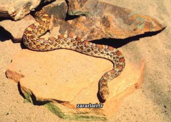 Yılan Gömleğinin Zararları Nelerdir?