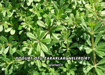Yoğurt Otu Zararları Nelerdir?