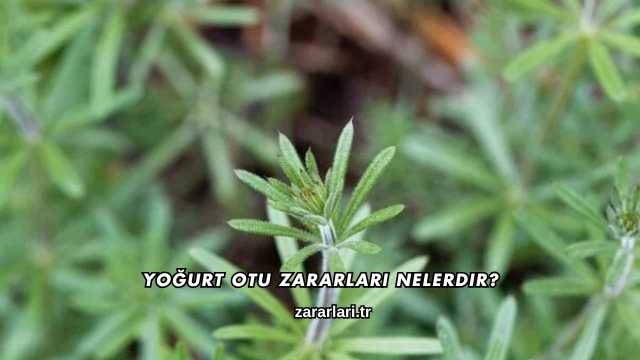 Yoğurt Otu Zararları Nelerdir?