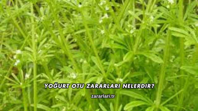 Yoğurt Otu Zararları Nelerdir?