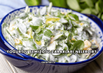 Yoğurtlu Semizotu Zararları Nelerdir?
