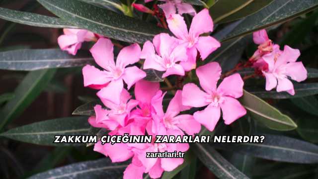 Zakkum Çiçeğinin Zararları Nelerdir?
