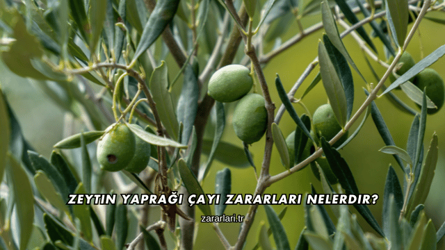 Zeytin Yaprağı Çayı Zararları Nelerdir?