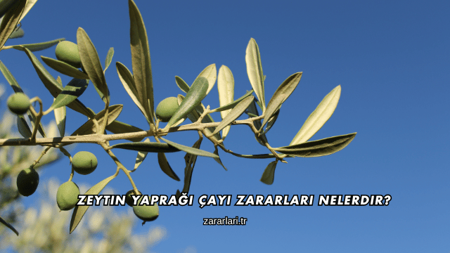 Zeytin Yaprağı Çayı Zararları Nelerdir?