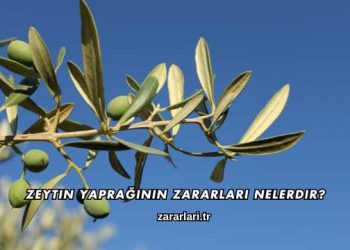 Zeytin Yaprağının Zararları Nelerdir?