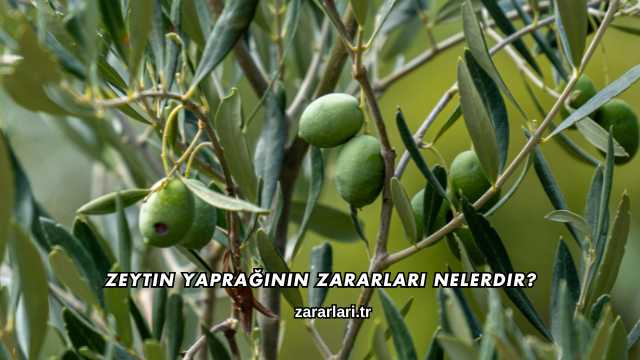 Zeytin Yaprağının Zararları Nelerdir?