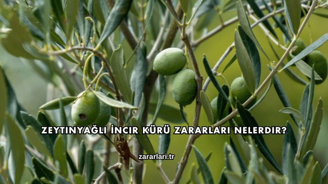 Zeytinyağlı İncir Kürü Zararları Nelerdir?
